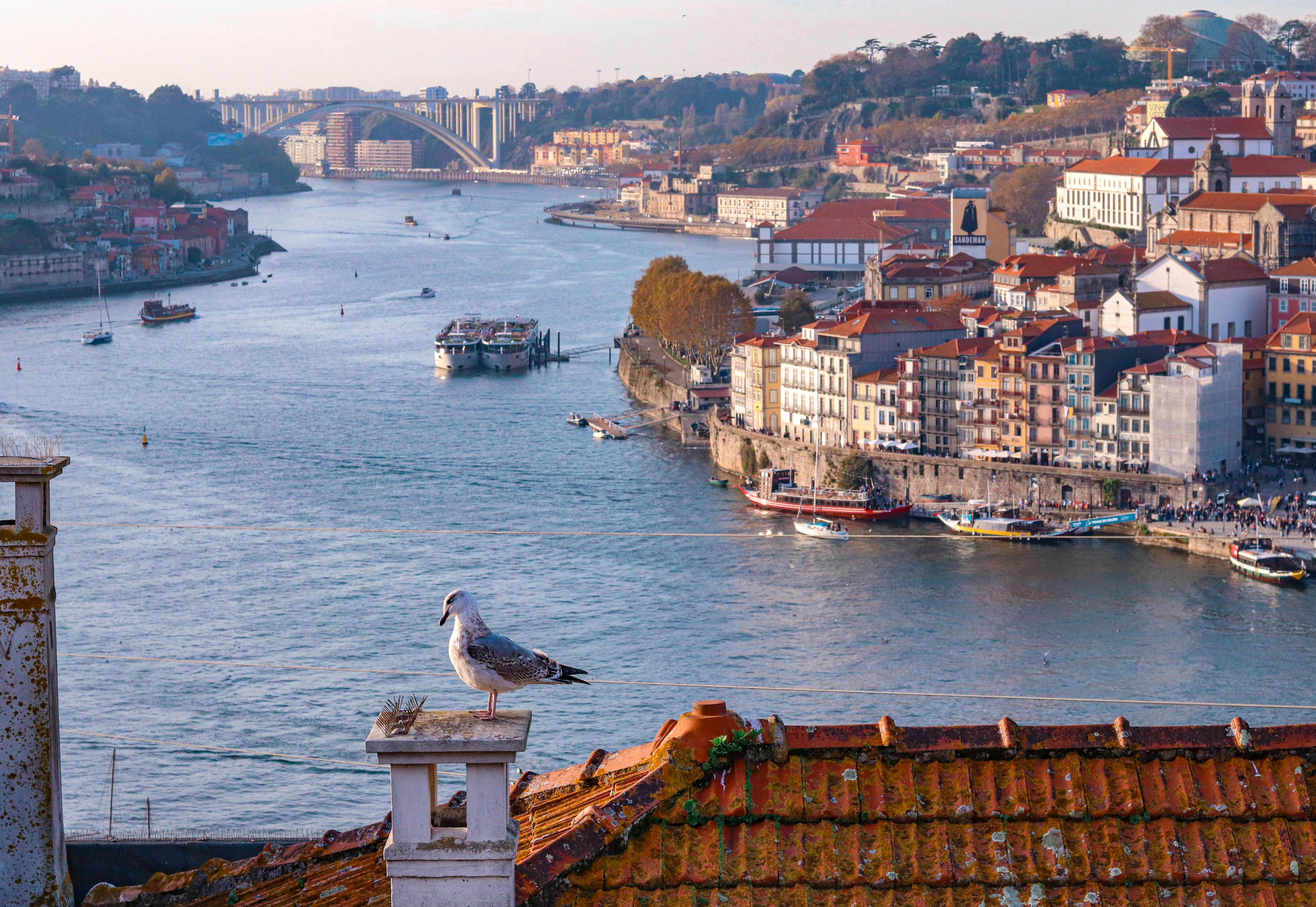Porto from above — the Ribeira waterfront and Douro river spanned by the Dom Luís I bridge, the city's terracotta-tile roofs climbing the hill behind.