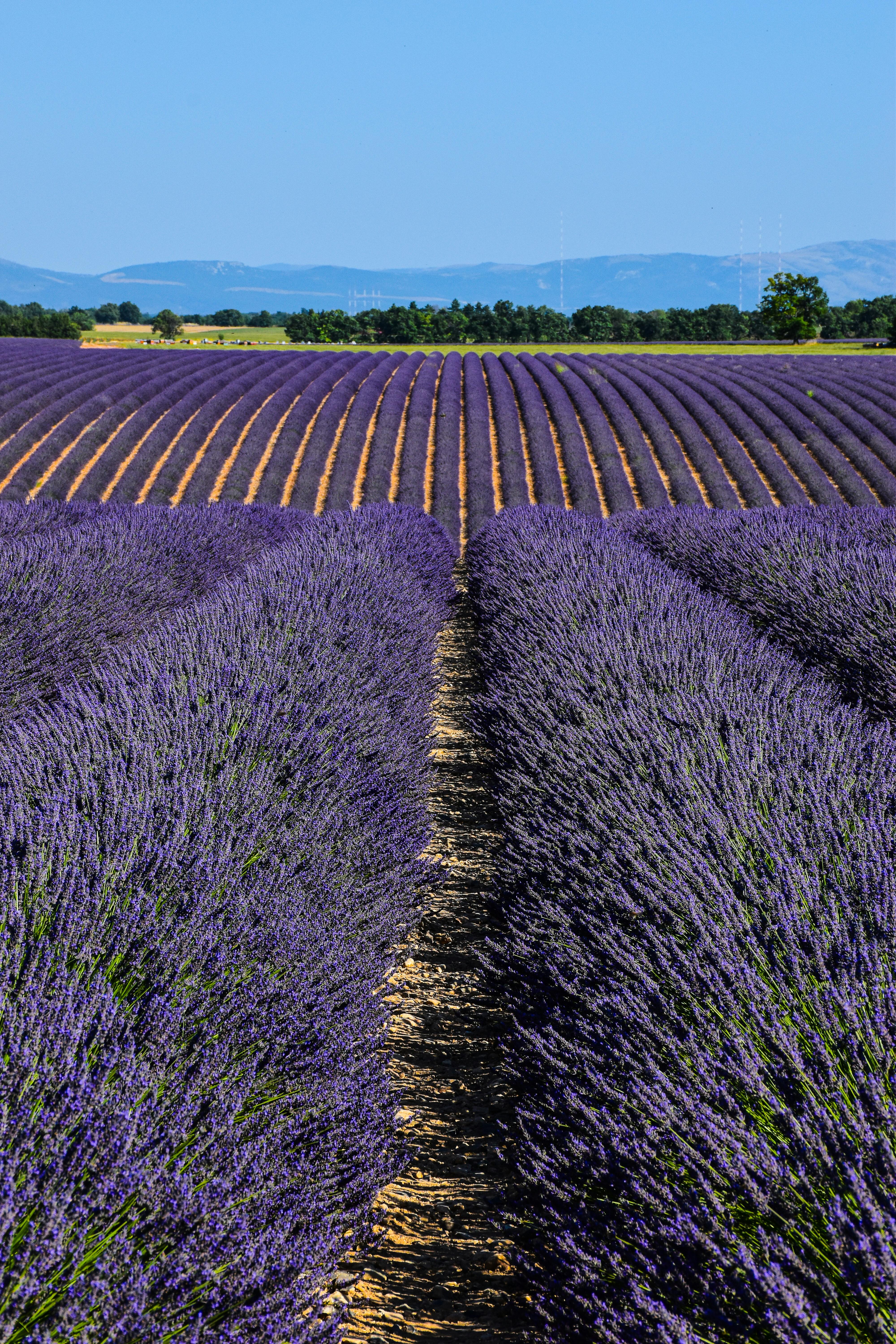 A warm, sunlit view of Provence — fields, hills, and Mediterranean light typical of the region during lavender season.